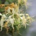 多色金银花苗种子四季金银花清热去火庭院景观