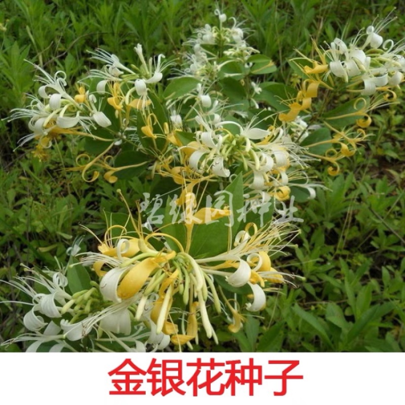 多色金银花苗种子四季金银花清热去火庭院景观