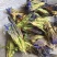 玉美人花茶天然纯虞美人干花龙胆草中药材美容女人龙胆花茶叶