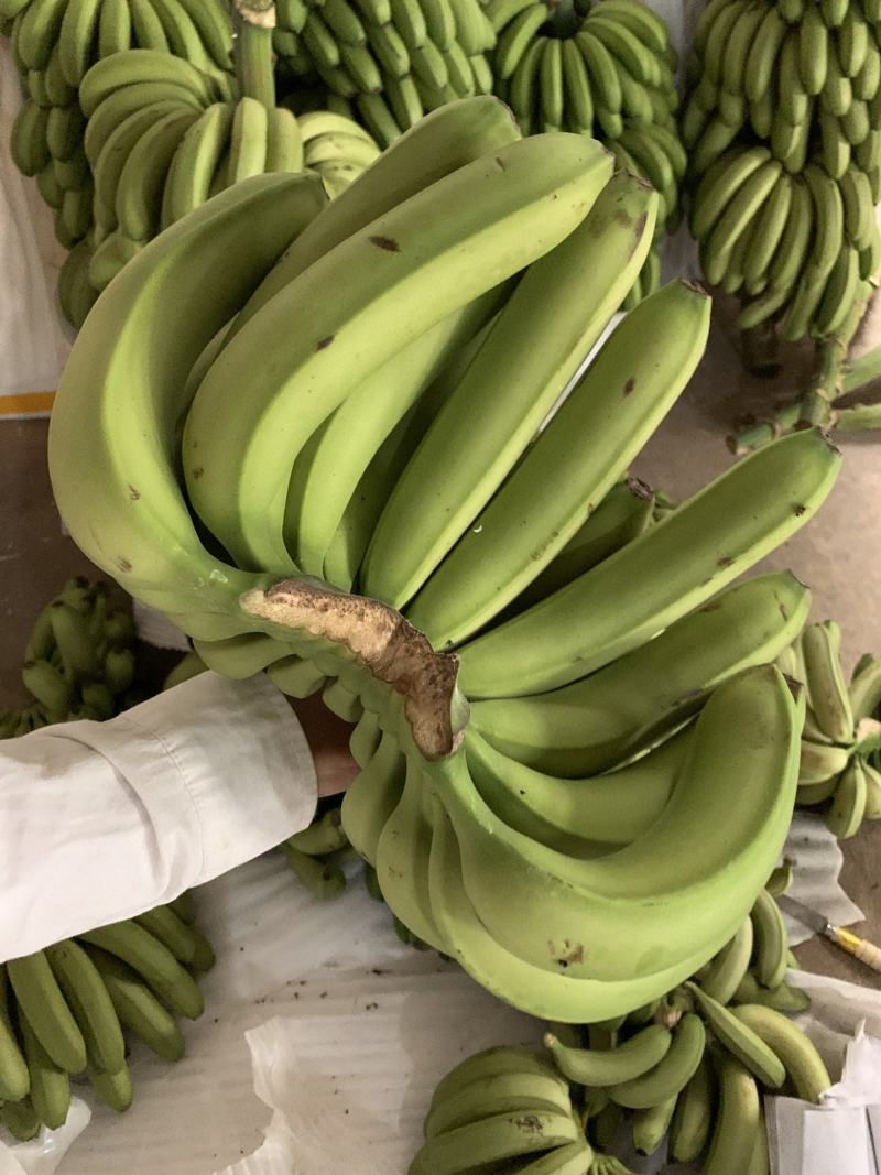 威廉斯香蕉香蕉需要催熟，到货先打开一件代发精品货