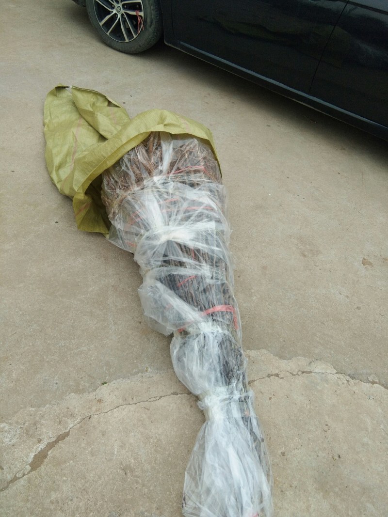 【栽新品种苹果苗】秦脆苹果苗苹果苗新品种阳历9月底成熟的