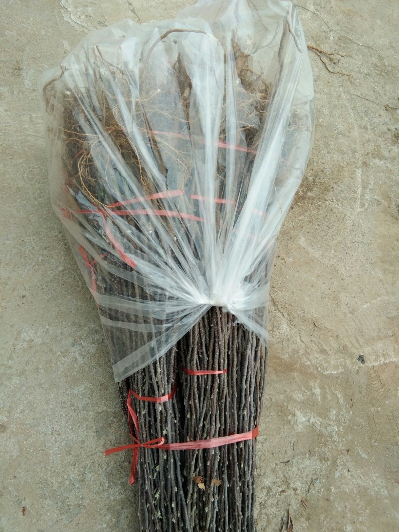 【栽新品种苹果苗】秦脆苹果苗苹果苗新品种阳历9月底成熟的