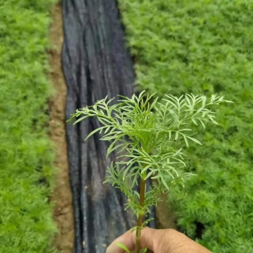 波斯菊格桑花基地直销山东青州供应各种地被绿化苗木