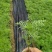 波斯菊格桑花基地直销山东青州供应各种地被绿化苗木