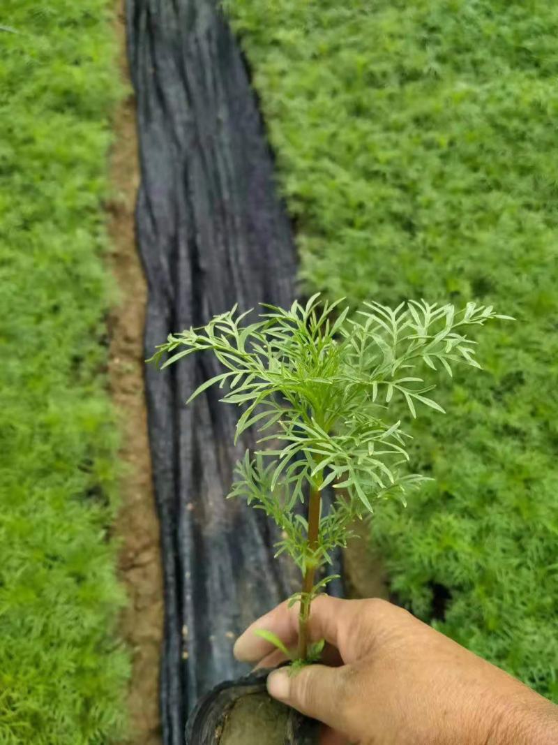 波斯菊格桑花基地直销山东青州供应各种地被绿化苗木