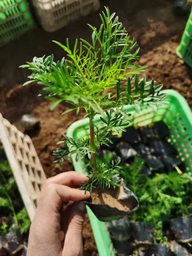 波斯菊格桑花基地直销山东青州供应各种地被绿化苗木