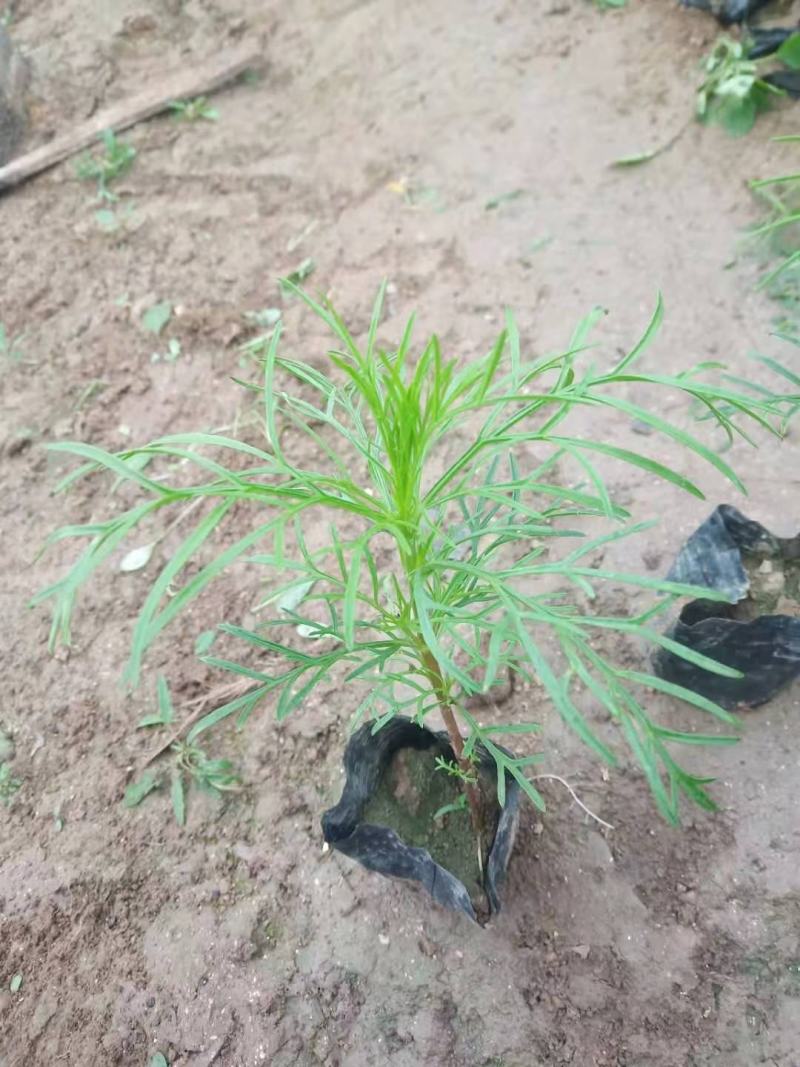 波斯菊格桑花基地直销山东青州供应各种地被绿化苗木