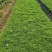 波斯菊格桑花基地直销山东青州供应各种地被绿化苗木