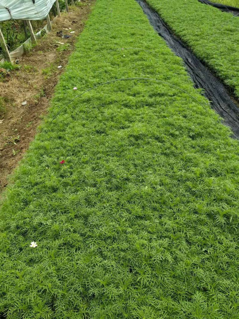 波斯菊格桑花基地直销山东青州供应各种地被绿化苗木