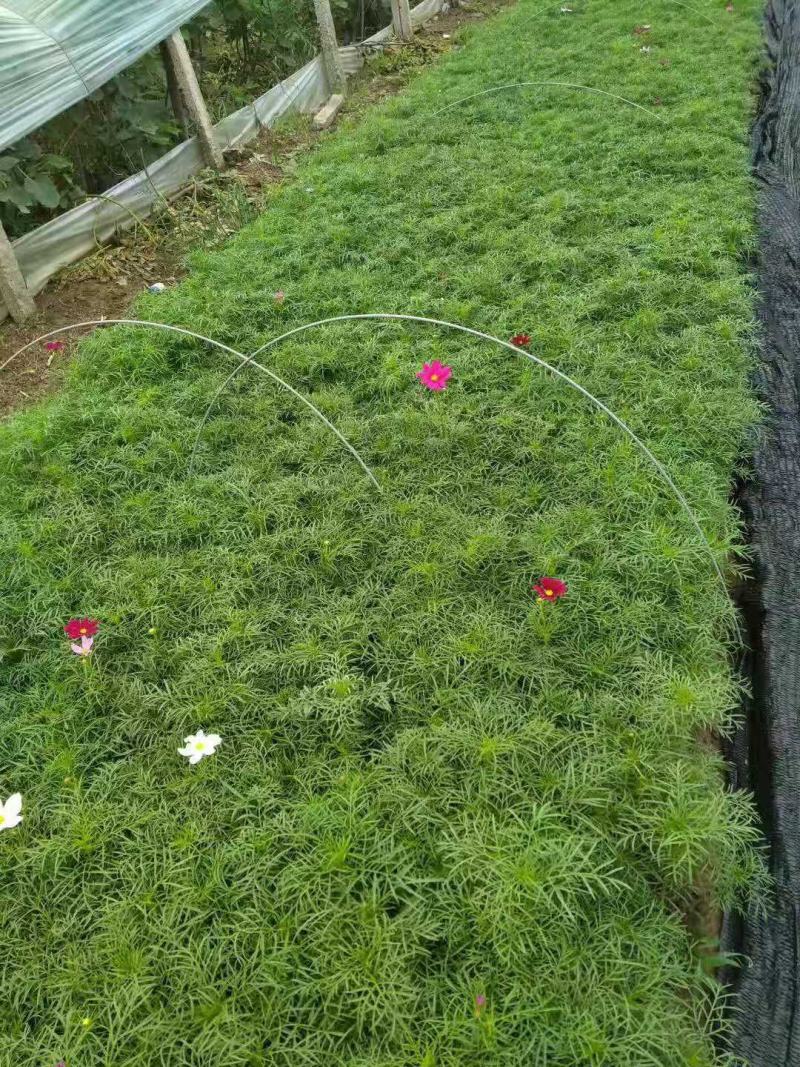 波斯菊格桑花基地直销山东青州供应各种地被绿化苗木