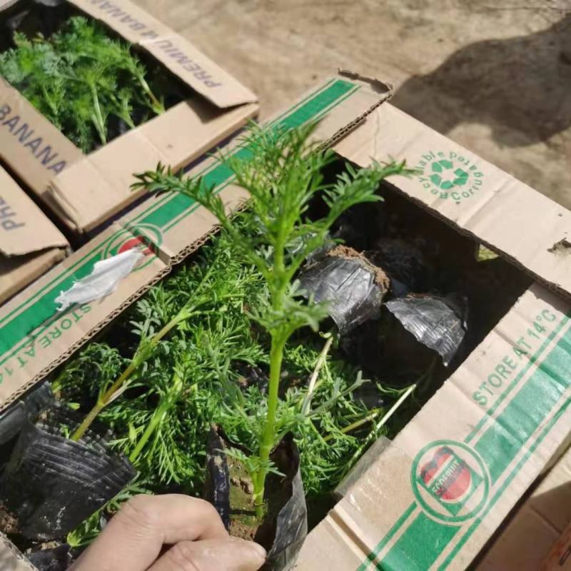 波斯菊格桑花基地直销山东青州供应各种地被绿化苗木