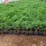 波斯菊格桑花基地直销山东青州供应各种地被绿化苗木