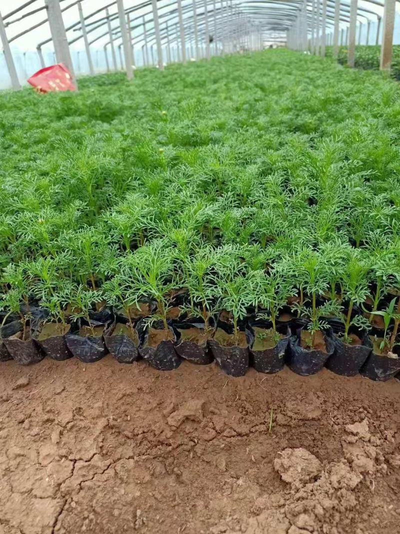 波斯菊格桑花基地直销山东青州供应各种地被绿化苗木