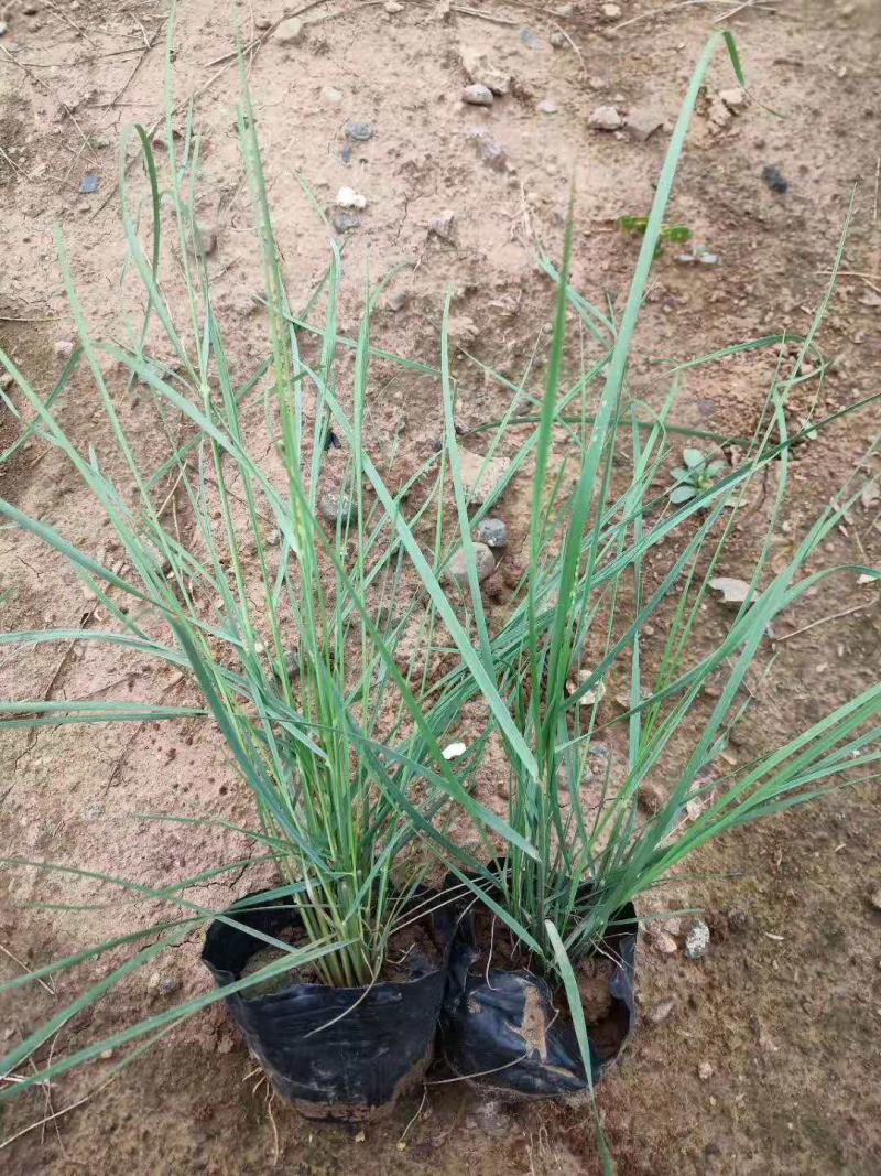 粉黛乱子草基地直销山东青州供应各种宿根花卉绿化苗木