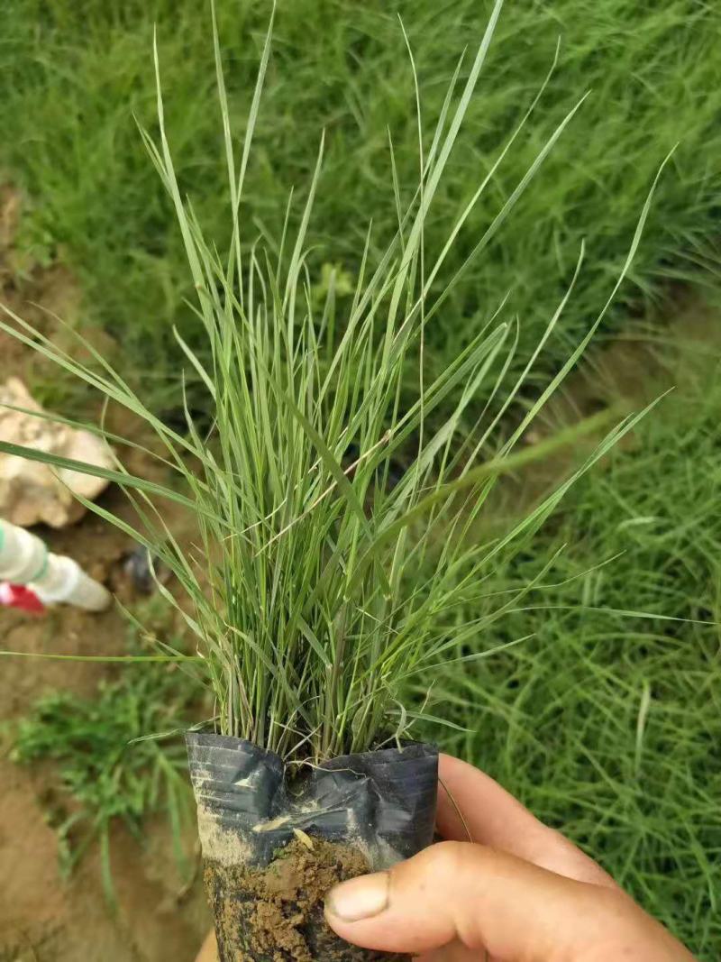 粉黛乱子草基地直销山东青州供应各种宿根花卉绿化苗木
