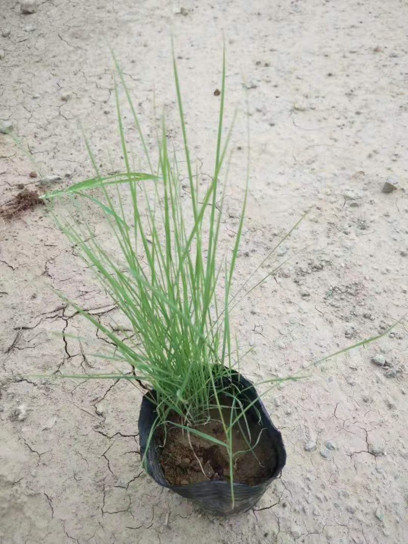 粉黛乱子草基地直销山东青州供应各种宿根花卉绿化苗木