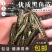黑鱼苗活体杂交黑鱼苗养殖，包技术签合同包回收