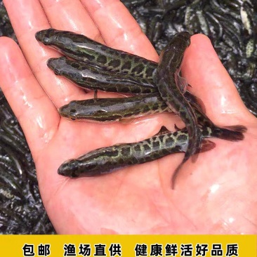 黑鱼苗活体杂交黑鱼苗养殖，包技术签合同包回收