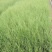 毛芒乱子草种植基地直销山东供应各种花海绿化苗木