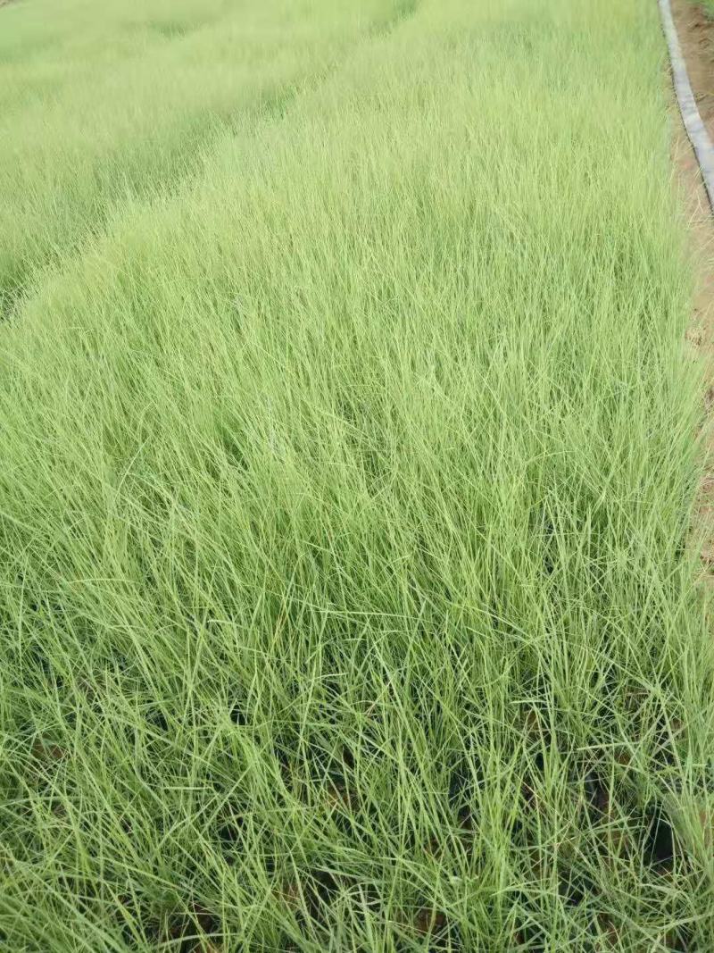 毛芒乱子草种植基地直销山东供应各种花海绿化苗木