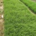 毛芒乱子草种植基地直销山东供应各种花海绿化苗木