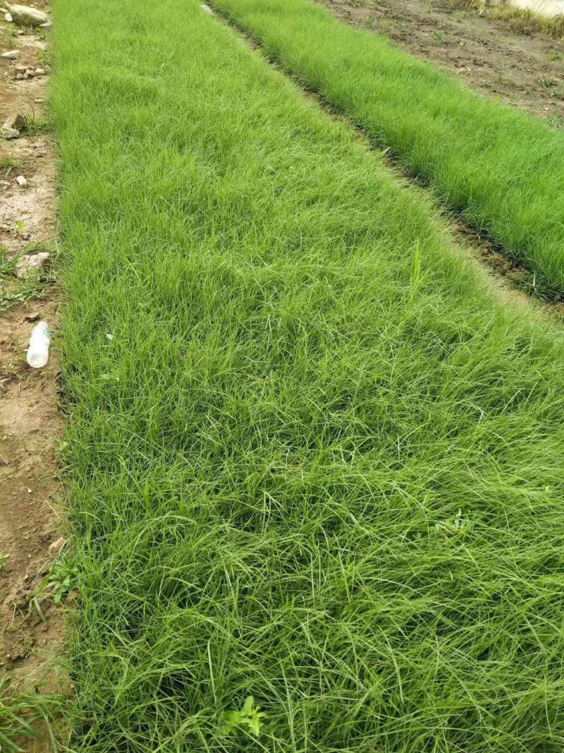 毛芒乱子草种植基地直销山东供应各种花海绿化苗木