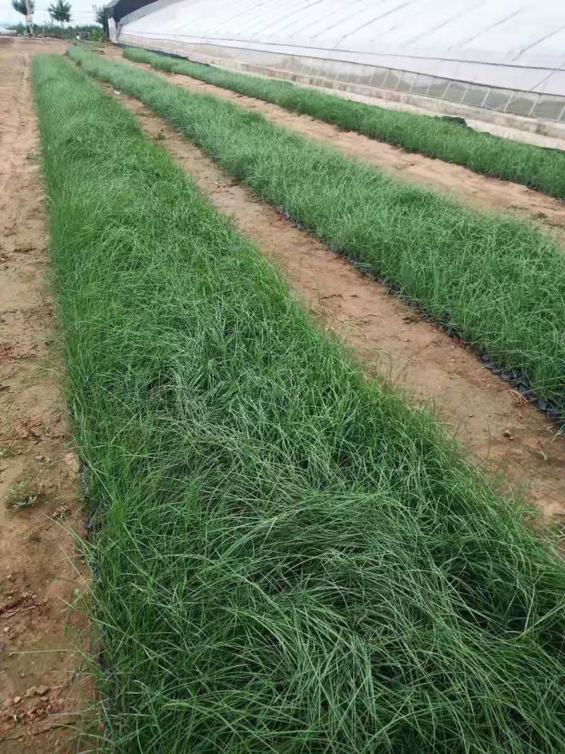 毛芒乱子草种植基地直销山东供应各种花海绿化苗木