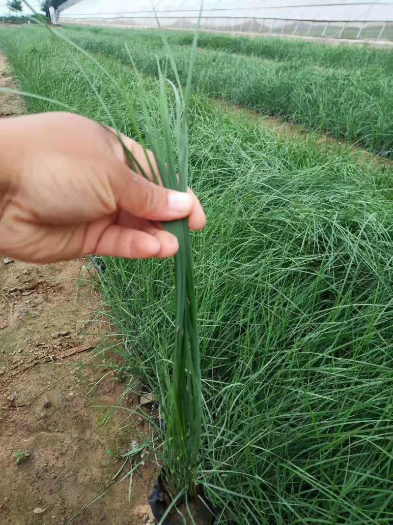 毛芒乱子草种植基地直销山东供应各种花海绿化苗木