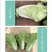 厚叶娃娃菜小白菜种子，耐高温湿热，速生抗病