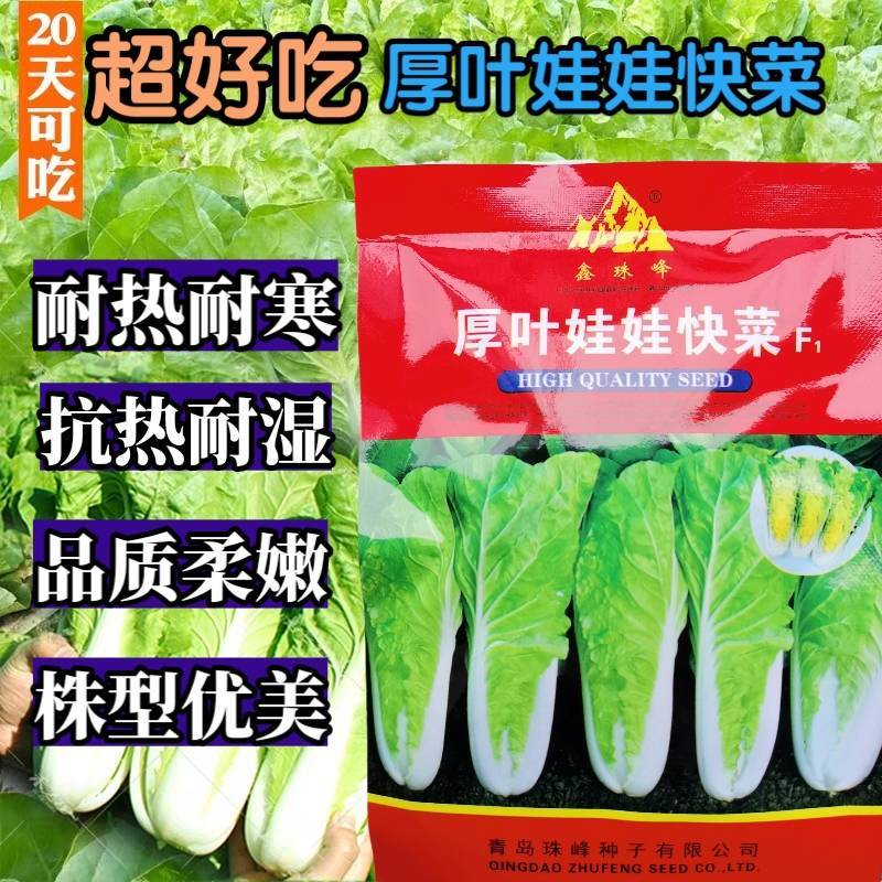 厚叶娃娃菜小白菜种子，耐高温湿热，速生抗病