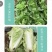 厚叶娃娃菜小白菜种子，耐高温湿热，速生抗病