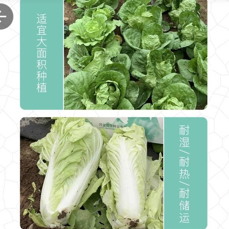 厚叶娃娃菜小白菜种子，耐高温湿热，速生抗病