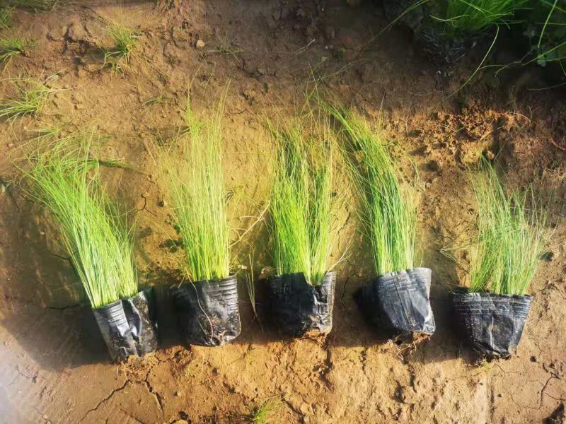 细茎针芒细叶针茅基地直销山东青州供应各种观赏绿化苗木