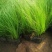 细茎针芒细叶针茅基地直销山东青州供应各种观赏绿化苗木