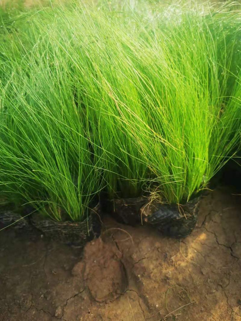 细茎针芒细叶针茅基地直销山东青州供应各种观赏绿化苗木