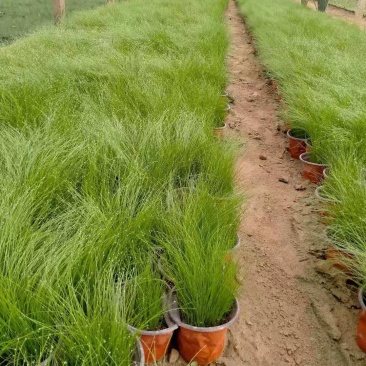 细茎针芒细叶针茅基地直销山东青州供应各种观赏绿化苗木