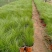 细茎针芒细叶针茅基地直销山东青州供应各种观赏绿化苗木