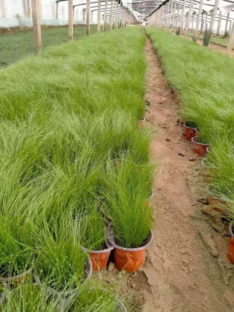 细茎针芒细叶针茅基地直销山东青州供应各种观赏绿化苗木