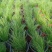 细茎针芒细叶针茅基地直销山东青州供应各种观赏绿化苗木