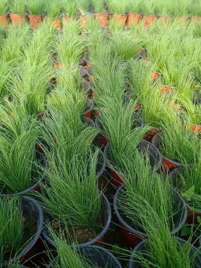 细茎针芒细叶针茅基地直销山东青州供应各种观赏绿化苗木