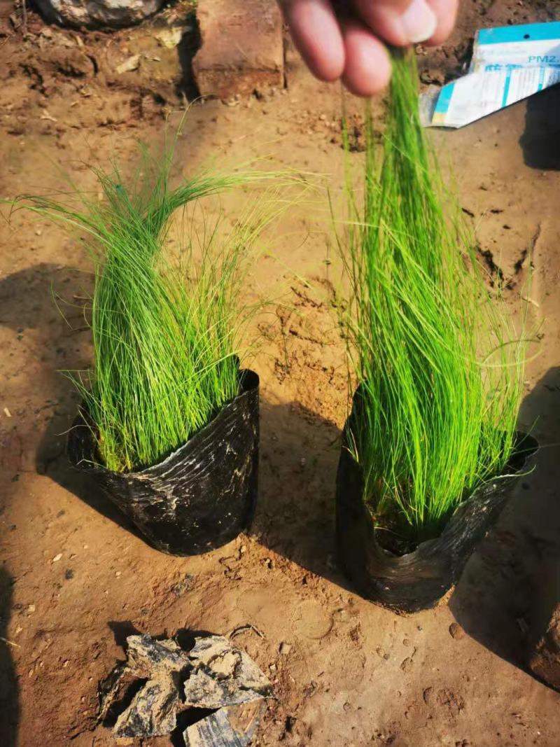 墨西哥羽毛草基地自销山东青州志雅花卉绿化苗木