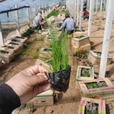 墨西哥羽毛草基地自销山东青州志雅花卉绿化苗木