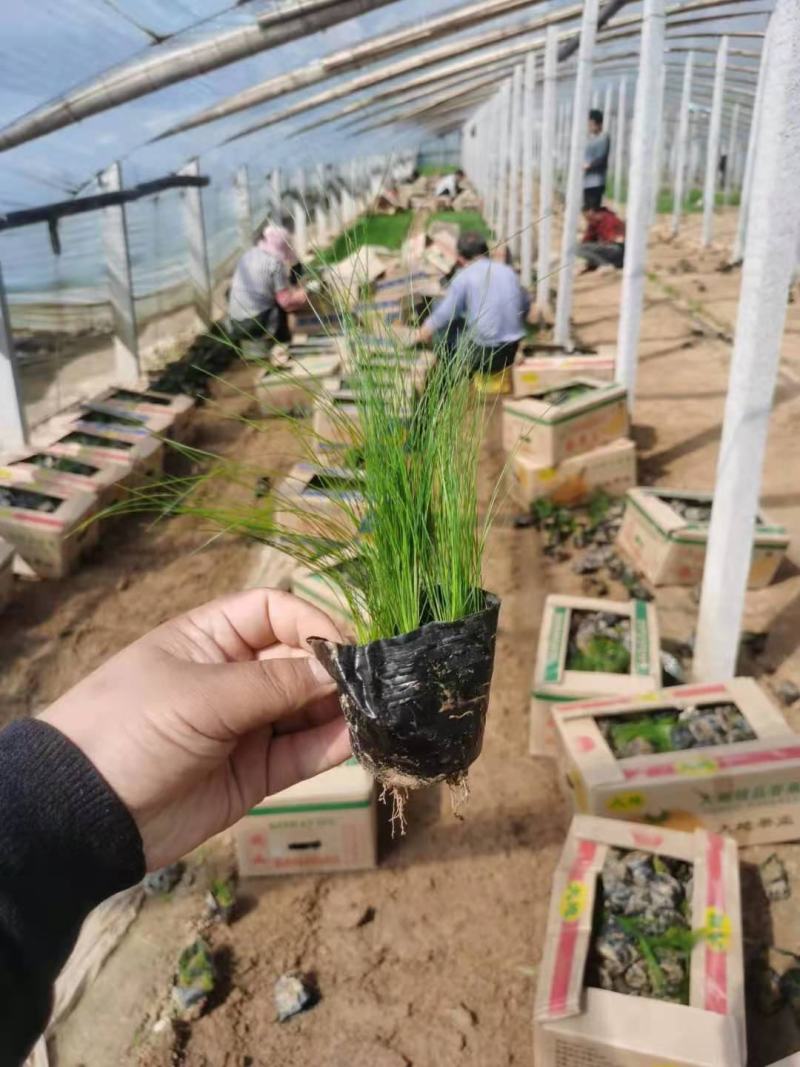 墨西哥羽毛草基地自销山东青州志雅花卉绿化苗木
