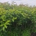 嫁接樱桃树苗玛瑙红樱桃苗免费提供技术指导