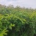 嫁接樱桃树苗玛瑙红樱桃苗免费提供技术指导