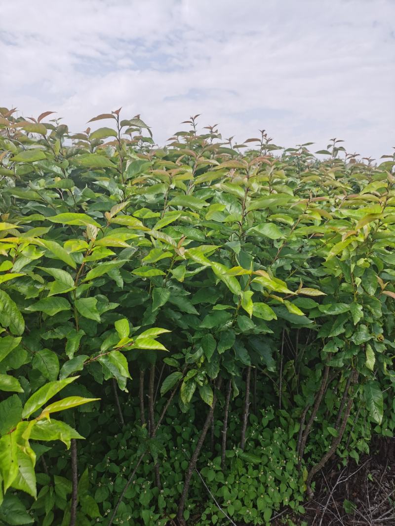 嫁接樱桃树苗玛瑙红樱桃苗免费提供技术指导