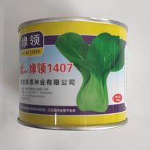 青梗菜种子绿领1407耐热耐湿
