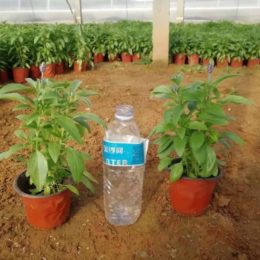 地被鼠尾草蓝花鼠尾草基地直销山东供应各种地被绿化苗木