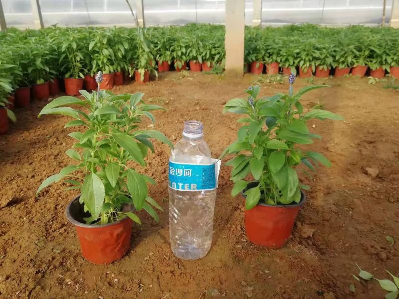 地被鼠尾草蓝花鼠尾草基地直销山东供应各种地被绿化苗木