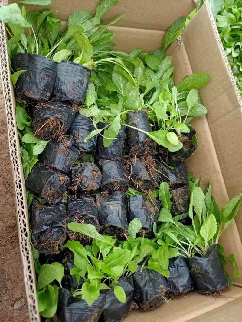 地被鼠尾草蓝花鼠尾草基地直销山东供应各种地被绿化苗木